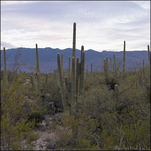 Tucson desert